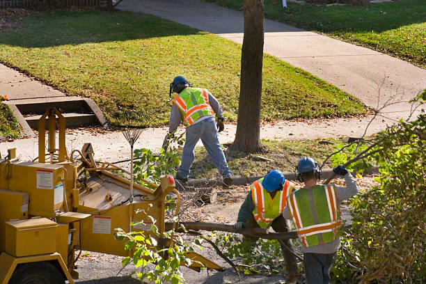 Best Leaf Removal  in Farmington, MN